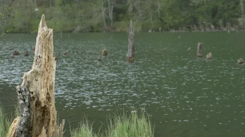 Tree Trunks and Pond Water Stock Footage 62843629
