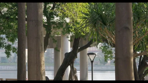Tree Trunks and River View with Bridge Structure for Mindfulness Background Use Video stock 328164910