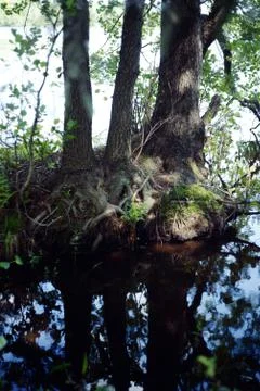 Tree trunks and tree roots on the lake on a summer day. Stock Photos