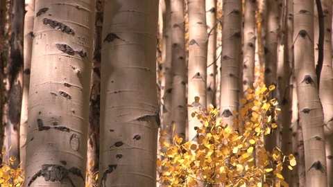 Tree trunks and yellow leaves Video stock 74097236