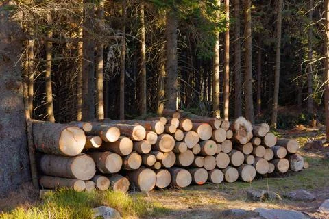 Tree trunks are laid on the edge of the forest. sanitary felling. Stock Photos