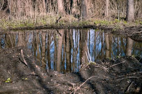 Tree trunks are reflected in a construction trench filled with water with the Stock Photos