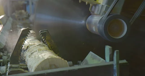 Tree trunks are sawn, evaluated by parameters and transported Stock Footage 105981302
