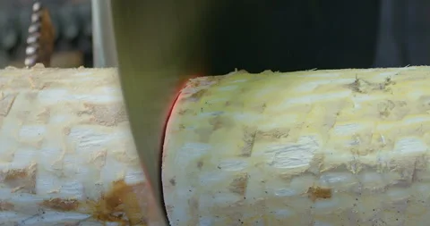 Tree trunks are sawn, evaluated by parameters and transported Stock Footage 105981336