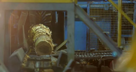 Tree trunks are sawn, evaluated by parameters and transported Stock Footage 105981355