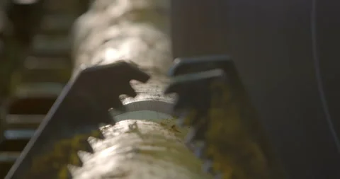 Tree trunks are sawn, evaluated by parameters and transported Stock Footage 105981610