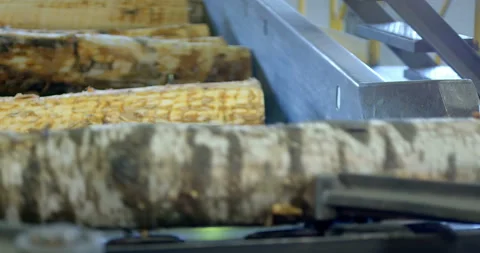 Tree trunks are sawn, evaluated by parameters and transported Stock Footage 105981763