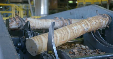 Tree trunks are sawn, evaluated by parameters and transported Stock Footage 105981774