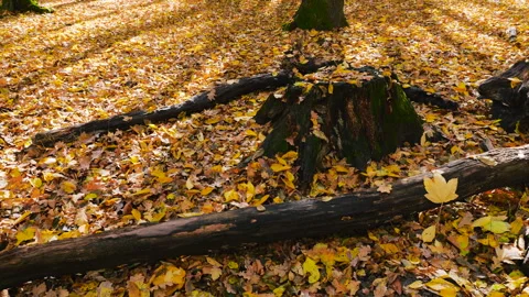 Tree trunks around a stump. Autumn landscape. Stock Footage 320200879