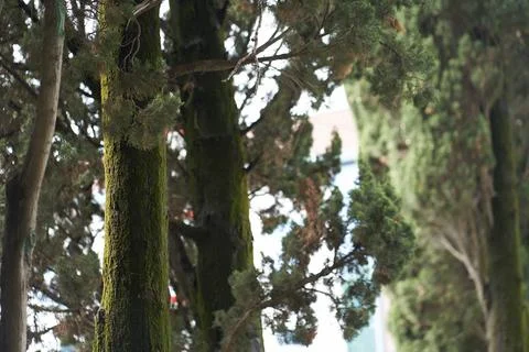 Tree trunks ate with bare branches on a summer day. A dense thicket of branches Stock Photos
