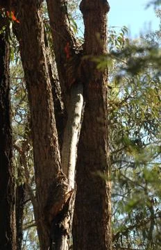 Tree trunks in an Australian forest. Stock Photos