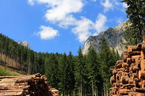 Tree trunks in the austrian alps Stock Photos