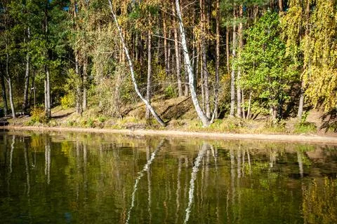 Tree trunks in autumn are reflected in the water of Lake Baltieji Lakajai in Stock Photos