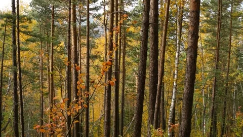 Tree trunks in  autumn forest against a background of bright yellow foliage. Stock Footage 310492457