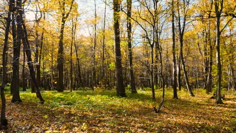 Tree trunks in an autumn park. Yellow leaves fall in a gust of wind.	 Stock Footage 320190123