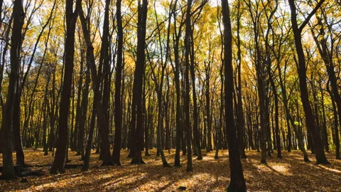 Tree trunks in an autumn park. Yellow leaves fall in a gust of wind. Video stock 320193684
