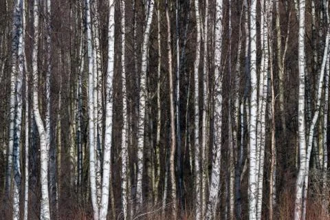 Tree trunks background image Stock Photos