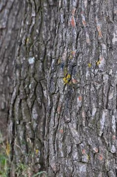 Tree trunks background Stock-Fotos