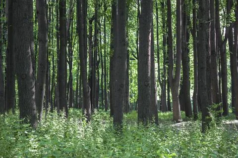 Tree trunks on a background of summer fresh bright green forest and grass Stock Photos