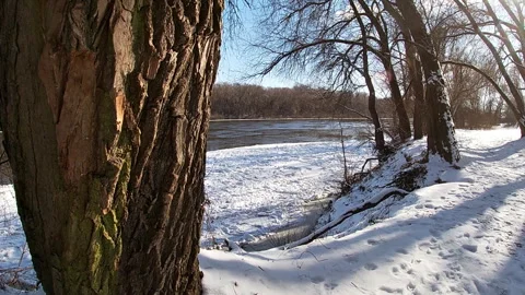 Tree trunks, the bank of the Desna river, winter, ice, nature of Ukraine. Stock Footage 302195693