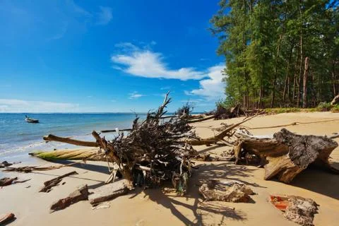 Tree trunks on beach Stock Photos