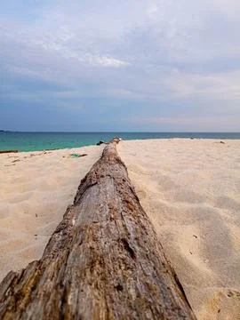 Tree trunks on the beach sand Stock Photos
