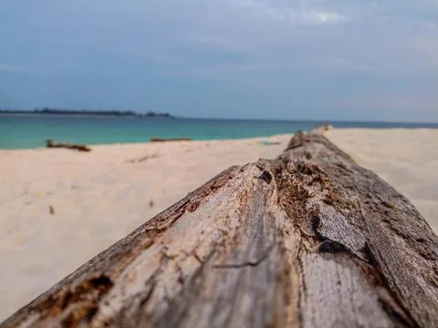 Tree trunks on the beach sand Stock Photos