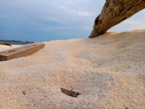 Tree trunks on the beach sand Stock Photos