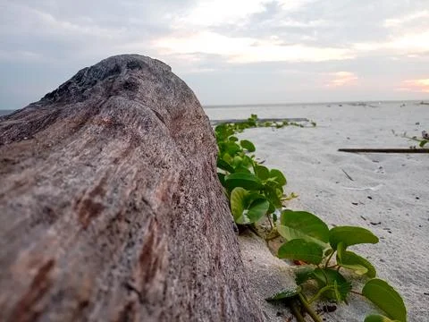 Tree trunks on the beach sand Stock Photos