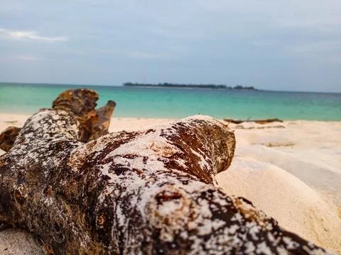 Tree trunks on the beach sand Stock Photos