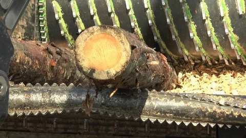 Tree trunks being shredded by an industrial machine Stock Footage 122832870