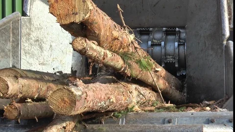Tree trunks being shredded by an industrial machine Stock Footage 122835541