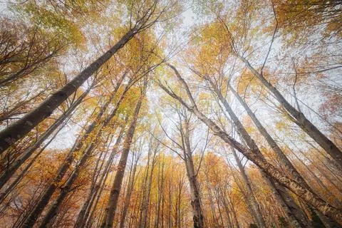 Tree trunks from below in autumn Stock Photos