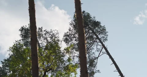 Tree trunks, bending pines in strong wind, sky with clouds, low angle. 動画素材 253161547