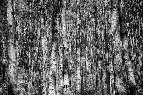 Tree Trunks in Black and White Stock Photos