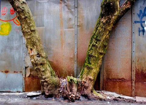 Tree trunks on a blue background Foto stock