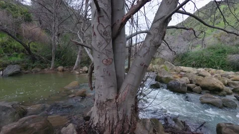 Tree Trunks with Carved Initials Near Putah Creek Stock Footage 329828032