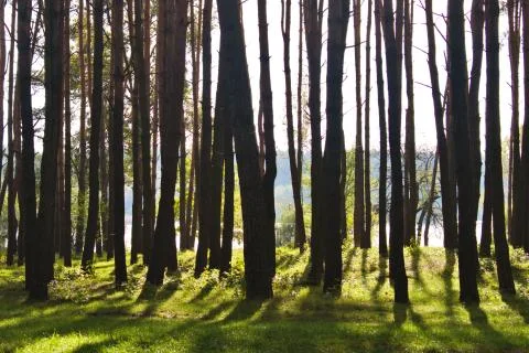 Tree trunks cast long shadows from the autumn sun Stock Photos