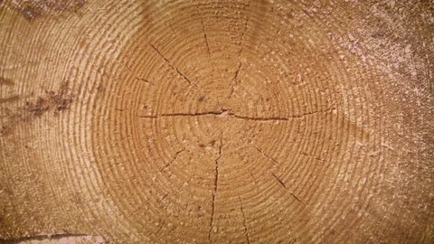 Tree trunks close up Age Rings 4K Ultra HD graded natural Stock Footage 166614348