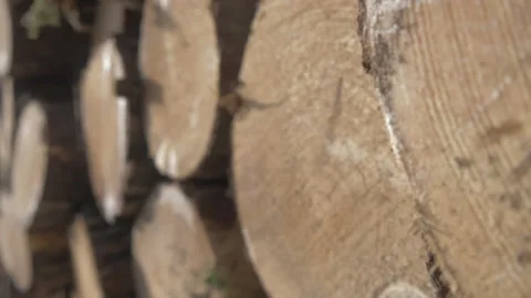 Tree trunks close up Age Rings 4K Ultra HD LOG Slow motion Stock Footage 166614572