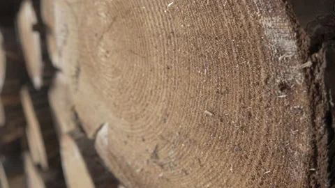 Tree trunks close up Age Rings 4K Ultra HD LOG Stock Footage 166614850