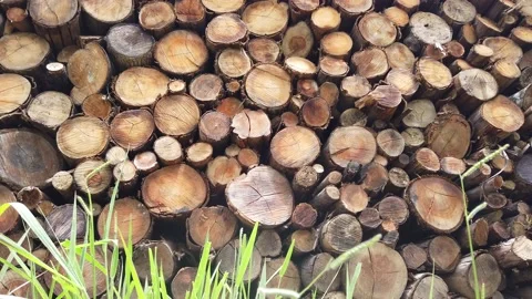 Tree trunks close-up Video stock 228749764