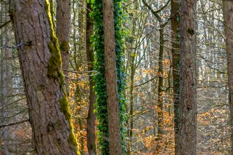 Tree trunks closeup Stock Photos
