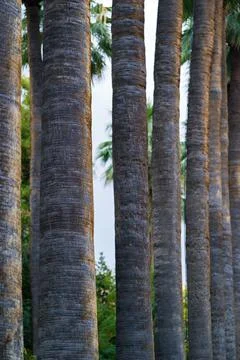 Tree trunks closeup Stock Photos