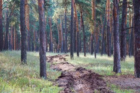 Tree trunks in coniferous green forest. Stock Photos