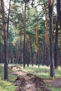 Tree trunks in coniferous green forest. Stock Photos