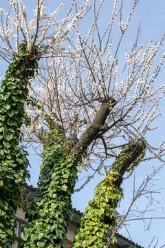 Tree trunks covered with green ivy, branches blooming with evergreen 库存照片