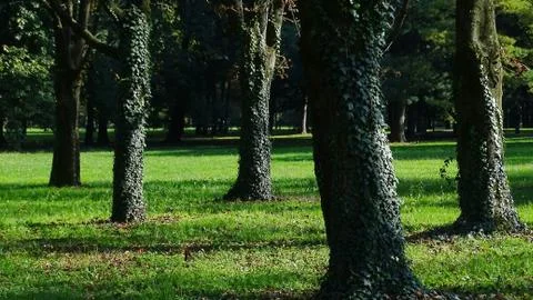 Tree trunks covered with ivy Stock Photos