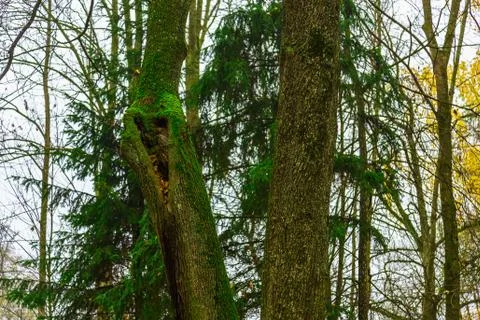 Tree Trunks Covered by Moss in Park Stock Photos