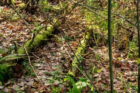 Tree trunks covered with moss, selective focus Stock Photos
